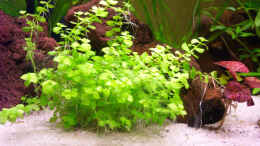 aquarium-von-natalie-de-vries-becken-2338_Hinter der Pflanze liegen drei Lavasteine.