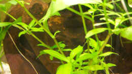 aquarium-von-natalie-de-vries-becken-2338_Hygrophila polysperma 