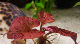 aquarium-von-natalie-de-vries-becken-2338_Nymphaea lotus var. viridis