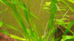 aquarium-von-natalie-de-vries-becken-2338_Vallisneria tortifolia