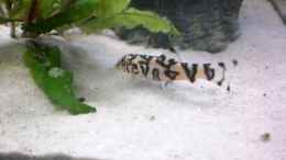 aquarium-von-steph-anie-becken-23415_Burmesische Prachtschmerle