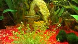 aquarium-von-evilchicken-rio-ucayali---apistogramma-resort---aufgeloest_Apistogramma Cacatuoides: 1. Weibchen - Zuchtmami