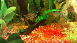 aquarium-von-evilchicken-rio-ucayali---apistogramma-resort---aufgeloest_Apistogramma Cacatuoides: Begegnung mit einem Rotkopfsalmler