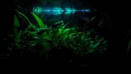 aquarium-von-krolig-becken-wama_Mondlicht