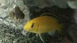 aquarium-von-tobias-neher-betrieb-71336-malawi_Labidochromis caeruleus