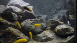 aquarium-von-tobias-neher-betrieb-71336-malawi_rechte Beckenseite