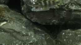 aquarium-von-tobias-neher-betrieb-71336-malawi_Labidochromis perlmutt