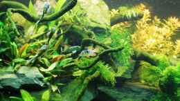 aquarium-von-michael-seraph-the-green-culture_