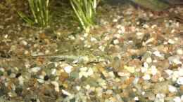 Aquarium einrichten mit Rineloricaria fallax // Hexenwels