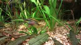 Foto mit Pelvicachromis taeniatus // Smaragd-Prachtbarsch (Purpurprachtbarsch)