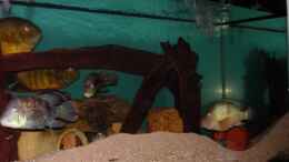 aquarium-von-wouter-van-renterghem-becken-2350_Picture of my other tank, American Cichlids