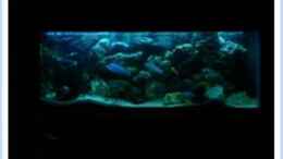 aquarium-von-wouter-van-renterghem-becken-2350_Moonlight