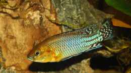 Aquarium einrichten mit Pseudocrenilabrus nicholsi -Male-