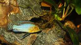 Aquarium einrichten mit Pseudocrenilabrus nicholsi -Male/Männchen