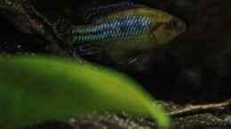 Aquarium einrichten mit Pseudocrenilabrus nicholsi Männchen steht schon