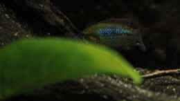 Aquarium einrichten mit Pseudocrenilabrus nicholsi mit wundervollem Farbkleid!!!