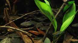 Aquarium einrichten mit Schwarm Kongosalmler im Becken