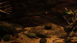 aquarium-von-florian-bandhauer-afrikas-kongo-river_In der Mitte, Module die innen hohl sind dienen als Versteck