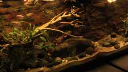 aquarium-von-florian-bandhauer-afrikas-kongo-river_Vom anderem Schreibtisch aus gesehen