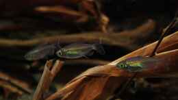 Foto mit Blaue Kongosalmler lat. Phenacogrammus interruptus (WF) im Becken