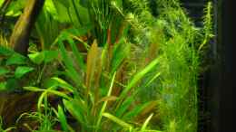 Aquarium einrichten mit Links Grasartige Zwergschwertpflanze rechts Grünes