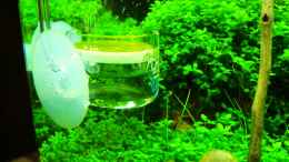 aquarium-von-walde-cube-60_ADA Pollen Glass Beetle, Diffusor, 30 mm