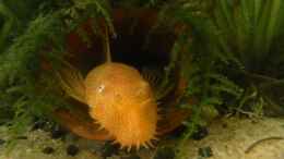 aquarium-von-fisch-zimmer-gesselschaftsaquarium_Albino L144