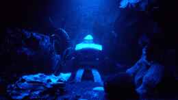 aquarium-von-brausefisch-japanischer-garnelengarten_Mondlicht