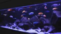 aquarium-von-cariba-malawibiotop---1-400-liter_