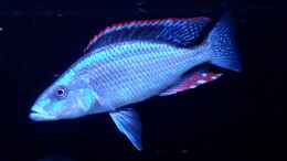 aquarium-von-cariba-malawibiotop---1-400-liter_Dimidiochromis Compressiceps - hält den Nachwuchs der Mbuna