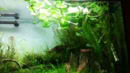 aquarium-von-devilchen11-fantasy-forest_Der Dschungel wächst