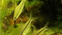 Aquarium einrichten mit Chilodus punctatus - Punktierter Kopfsteher