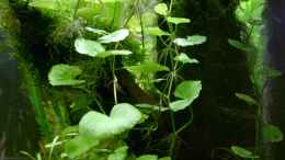 Foto mit Hydrocotyle leucocephala - Brasilianischer Wassernabel