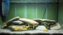 aquarium-von-cichlidenfan-mbuna-baby-dream-1_Das Gesamte Becken