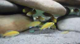 aquarium-von-cichlidenfan-mbuna-baby-dream-1_Labidochromis caeruleus