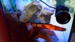 aquarium-von-crashdragon-first-malawi-240l-mbuna_Linke Seite
