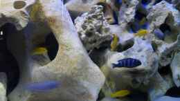 aquarium-von-crashdragon-first-malawi-240l-mbuna_Yellow - Demasoni