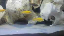 aquarium-von-crashdragon-first-malawi-240l-mbuna_Yellow - Hongi red top