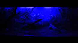 aquarium-von-orangebuschfisch-stille-lichtung_Mondlicht