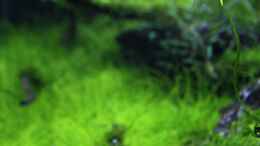 aquarium-von-orangebuschfisch-stille-lichtung_Siamesische Rüsselbarbe - Crossocheilus siamensis