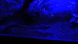 aquarium-von-orangebuschfisch-stille-lichtung_Die Bewohner nehmen das blaue Licht gerne an