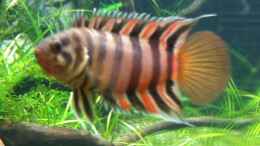 aquarium-von-orangebuschfisch-stille-lichtung_ohne Worte ;-))