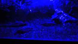 aquarium-von-orangebuschfisch-stille-lichtung_Treffen bei Mondlicht