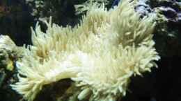 Aquarium einrichten mit Lederanemone ca. 30cm