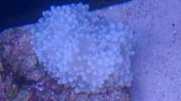 aquarium-von-david-f--becken-23837_Heteractis crispa - Lederanemone