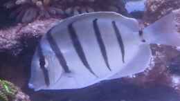 Aquarium einrichten mit Acanthurus triostegus - Gitter-Doktorfisch
