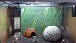 aquarium-von-brausefisch-yellow-fire-bubble-space_Kokoshöhle dazugesetzt