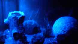 aquarium-von-brausefisch-yellow-fire-bubble-space_Mondlicht