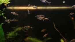 aquarium-von-annika-becken-23904_der wohl schönste Schwarmfisch der Welt!