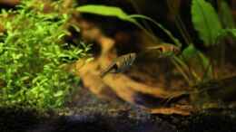 Foto mit Keilfleckbärblinge und weibliche Amanogarnele